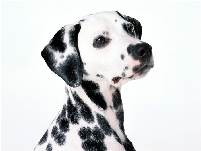 1600犬の写真の壁紙(1) #5