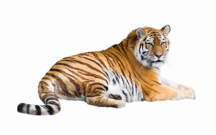 Tiger Фото обои (5) #13