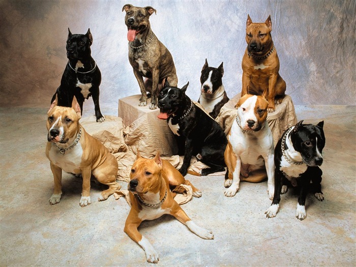 1600 dog photo wallpaper (3) #12