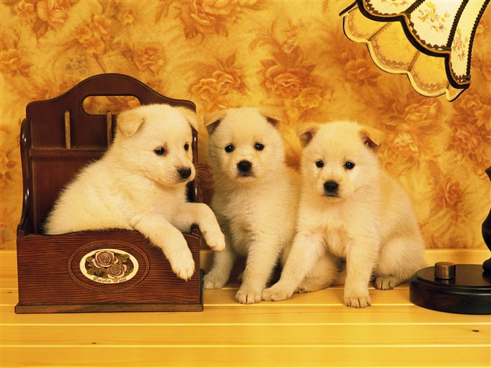 1600犬の写真の壁紙(6) #2