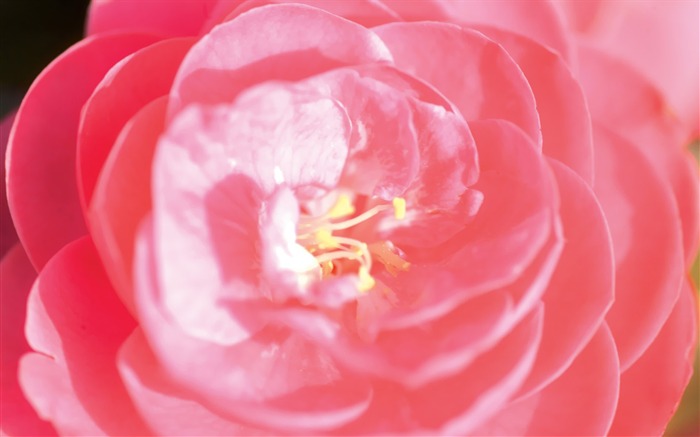 Corea del Sur Flores de papel de alta definición #17