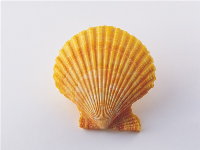 Conch Shell Tapete Album (3) #16