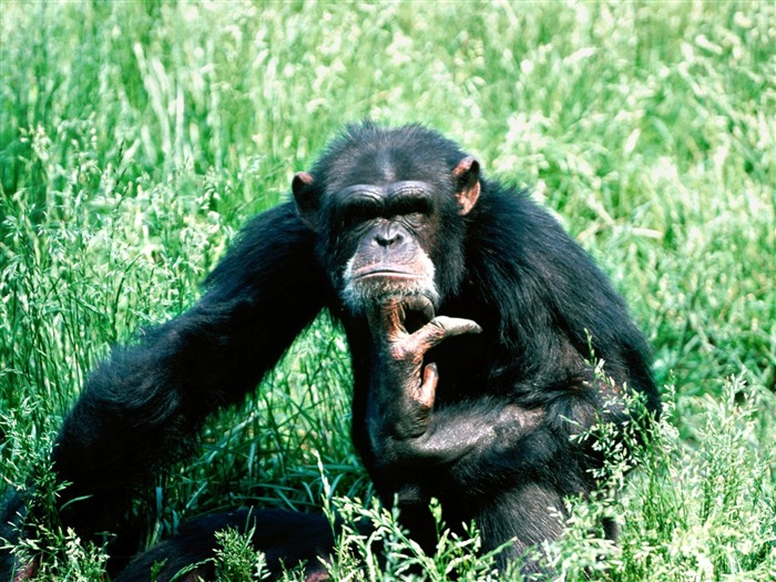 Monkey orangutan tapetu (2) #1