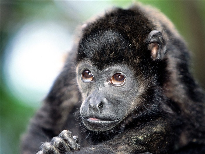 Monkey orangutan tapetu (2) #16