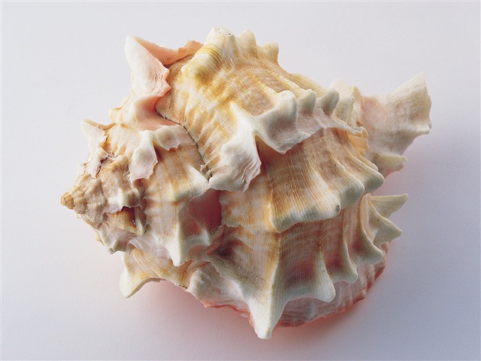 Conch Shell wallpaper album (4) #6