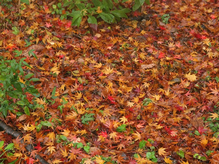 Maple Leaf Tapete gepflasterten Weg #6