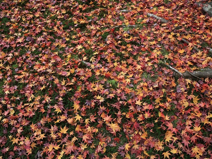 Maple Leaf Tapete gepflasterten Weg #11