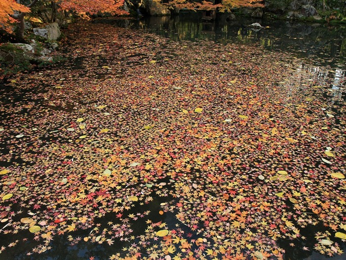 Maple Leaf Tapete gepflasterten Weg #13
