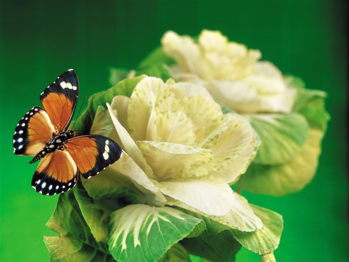 Бабочки и цветы обои альбом (1) #13
