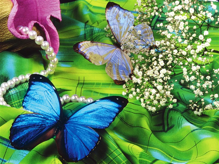 Schmetterlinge und Blumen Wallpaper Album (1) #18