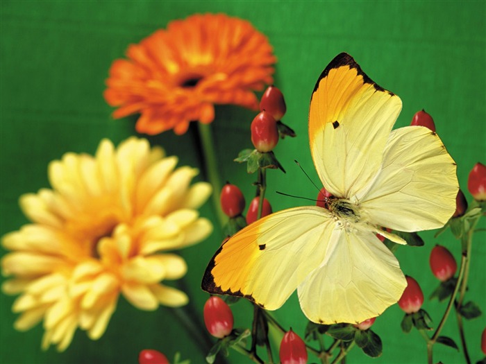 Papillons et fleurs album papier peint (2) #5