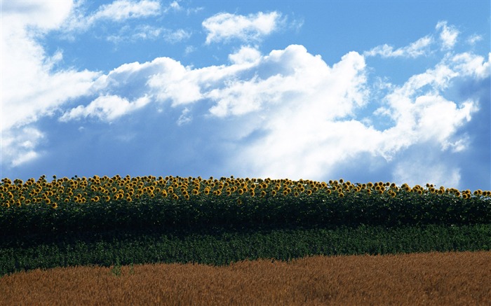 Blue sky sunflower Widescreen Wallpaper #20