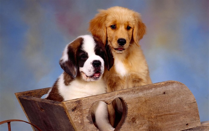 Puppy Photo HD wallpapers (2) #7