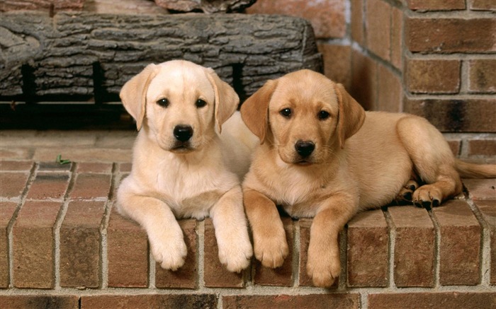 Puppy Photo HD wallpapers (2) #11