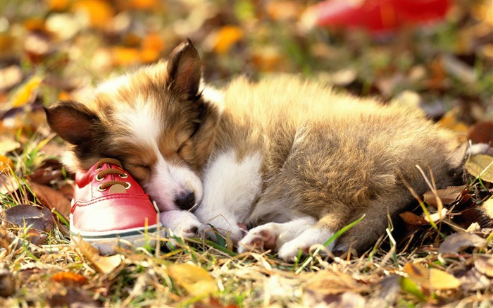 Puppy Photo HD wallpapers (3) #14