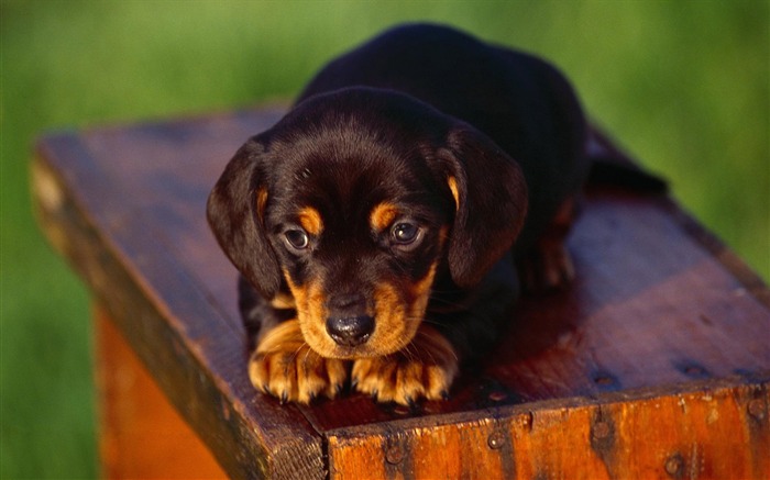 Puppy Photo HD wallpapers (3) #19