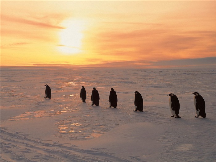 Penguin Fondos de Fotografía #7