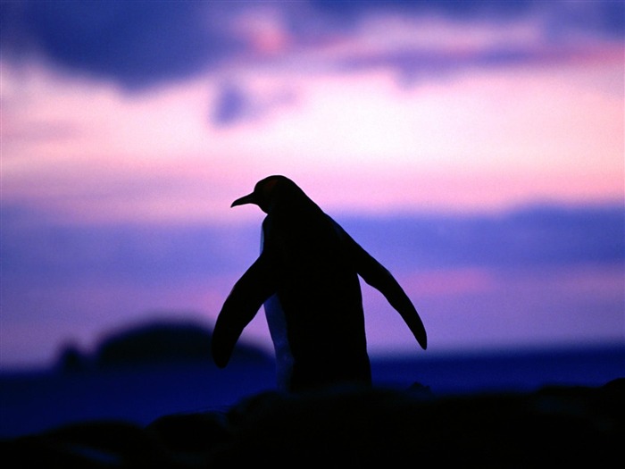 Penguin Fondos de Fotografía #8