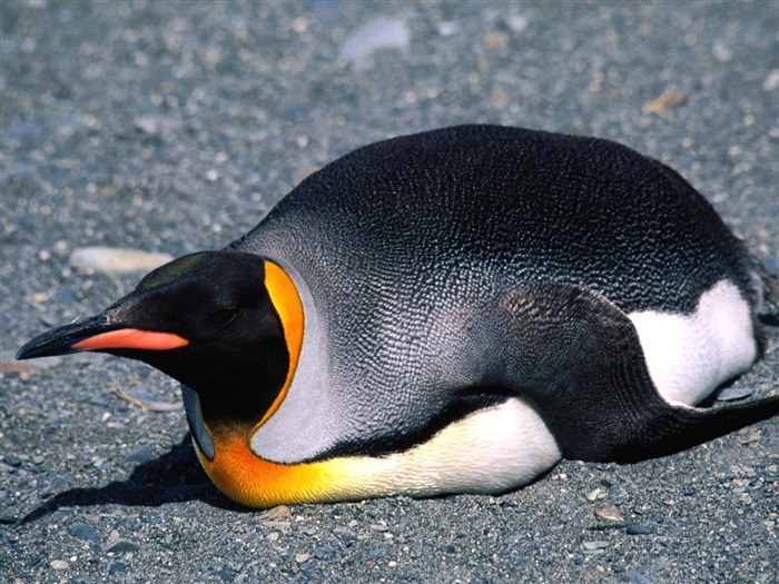 Penguin Fondos de Fotografía #9