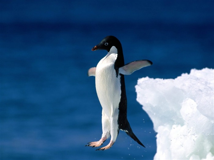Пингвин Фото обои #18