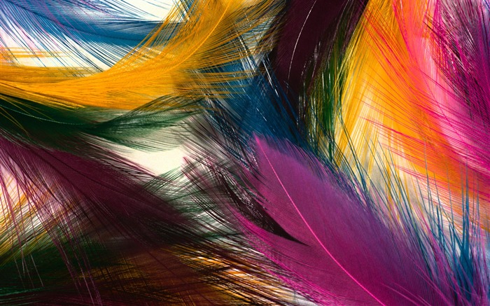 barevné peří křídla close-up tapety (1) #1
