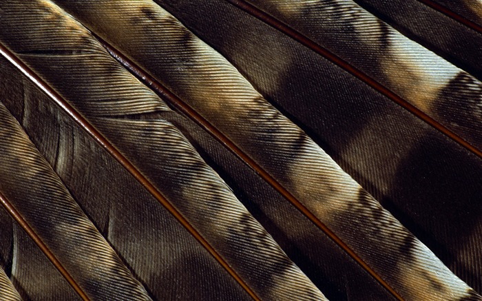 カラフルな羽毛の翼クローズアップ壁紙(1) #4
