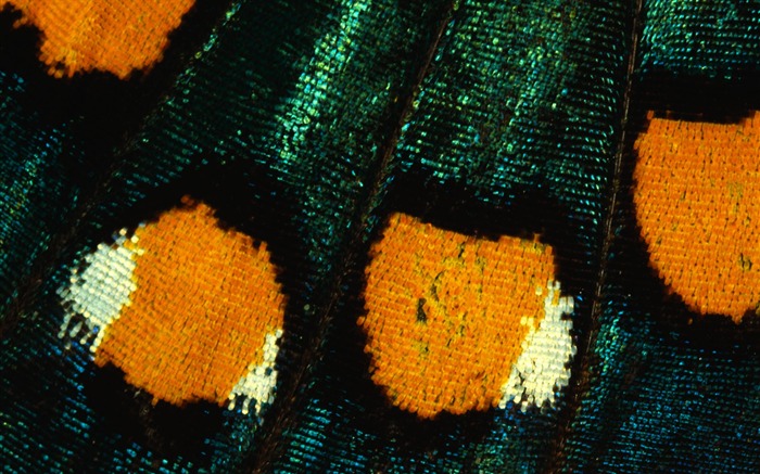 barevné peří křídla close-up tapety (1) #6