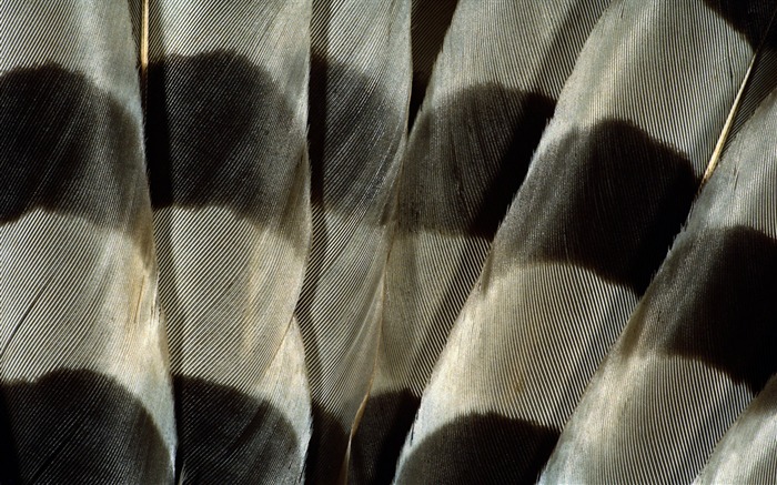 fondos de escritorio de alas coloridas plumas de cerca (1) #17
