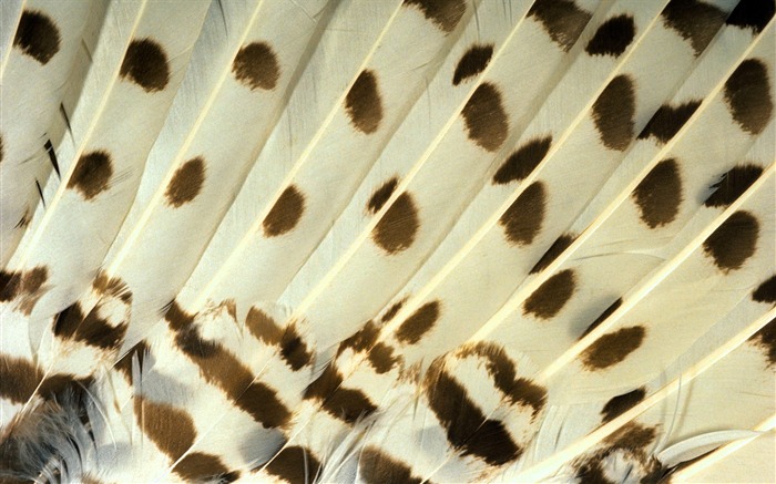 カラフルな羽毛の翼クローズアップ壁紙(1) #18