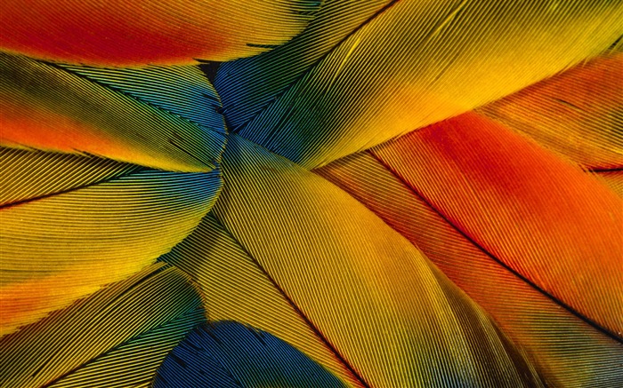 Colorful feather wings close-up wallpaper (1) #19