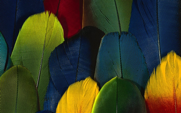 ailes de plumes colorées fond d'écran en gros plan (1) #20