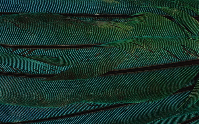 カラフルな羽毛の翼クローズアップ壁紙(2) #10