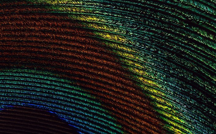 ailes de plumes colorées wallpaper close-up (2) #13