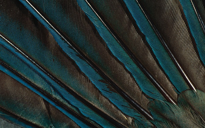 カラフルな羽毛の翼クローズアップ壁紙(2) #14