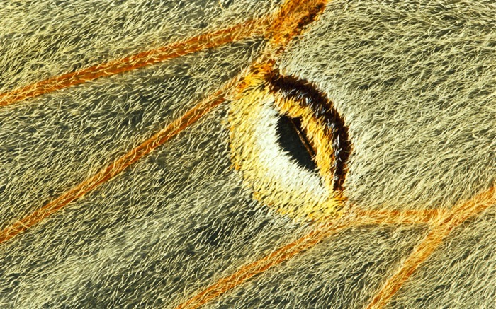 ailes de plumes colorées wallpaper close-up (2) #18