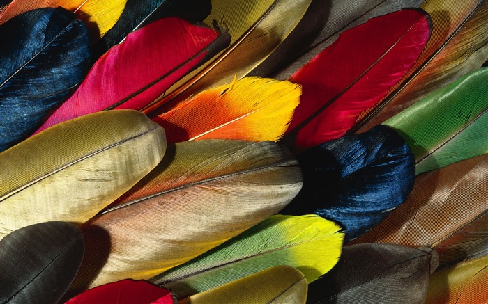 barevné peří křídla close-up tapetu (2) #1