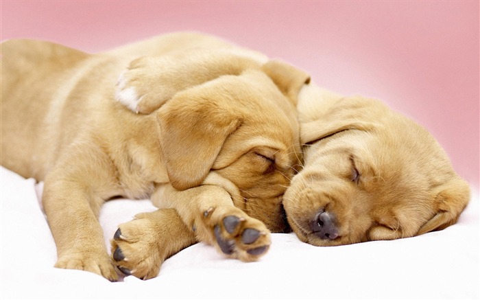 Puppy Photo HD wallpapers (7) #1