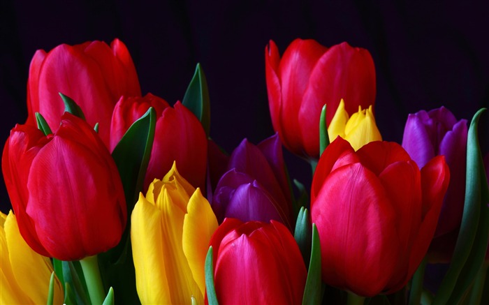 fondos de escritorio de gran tulipán (1) #1