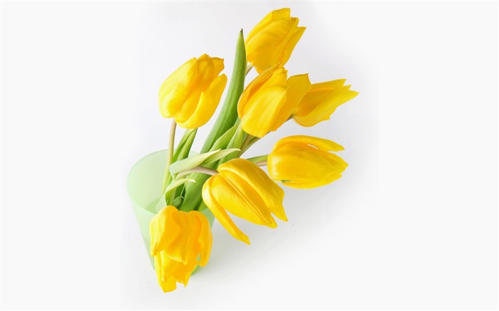 fondos de escritorio de gran tulipán (1) #10