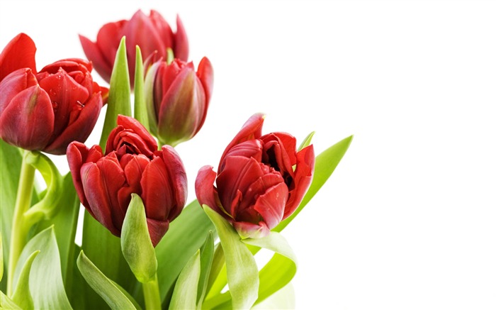 Velký tulipán tapetu (2) #3