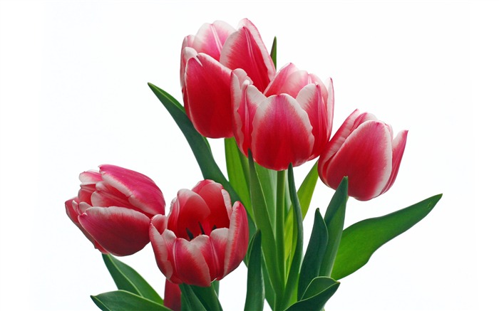 Velký tulipán tapetu (2) #10