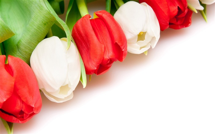 Velký tulipán tapetu (4) #1