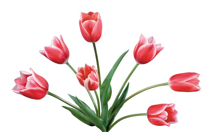 Velký tulipán tapetu (4) #3