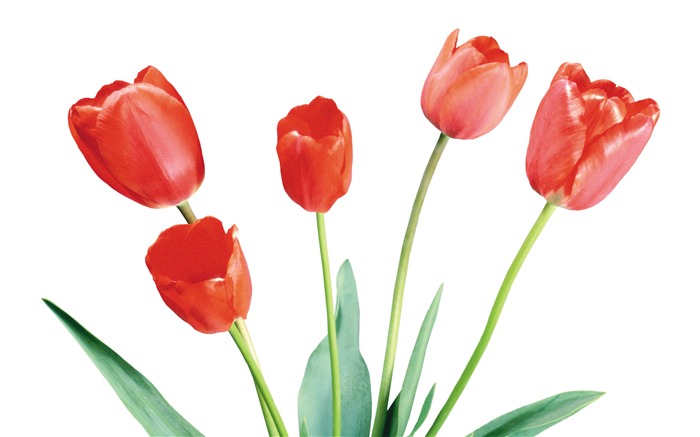 Velký tulipán tapetu (4) #4