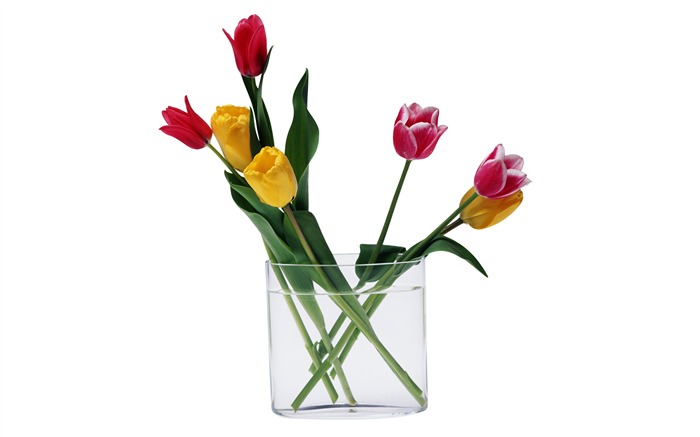 Velký tulipán tapetu (4) #5