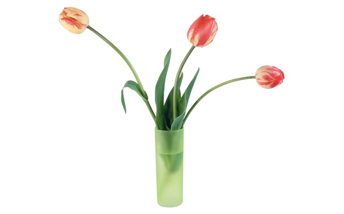 Velký tulipán tapetu (4) #6