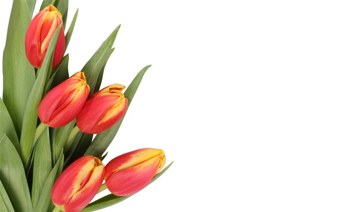 Velký tulipán tapetu (4) #7