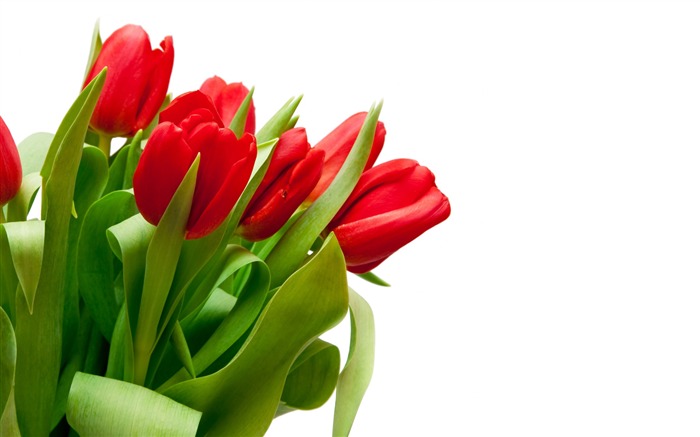 fondos de escritorio de gran tulipán (4) #8