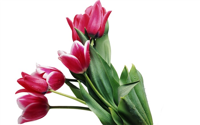 Velký tulipán tapetu (4) #10