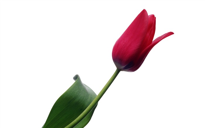 Velký tulipán tapetu (4) #13